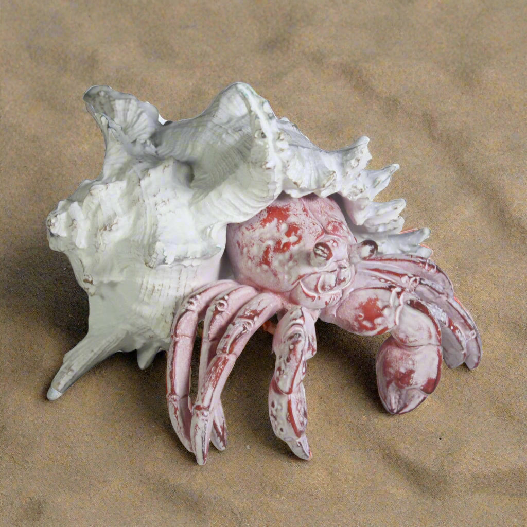 Hermit Crab 19cm