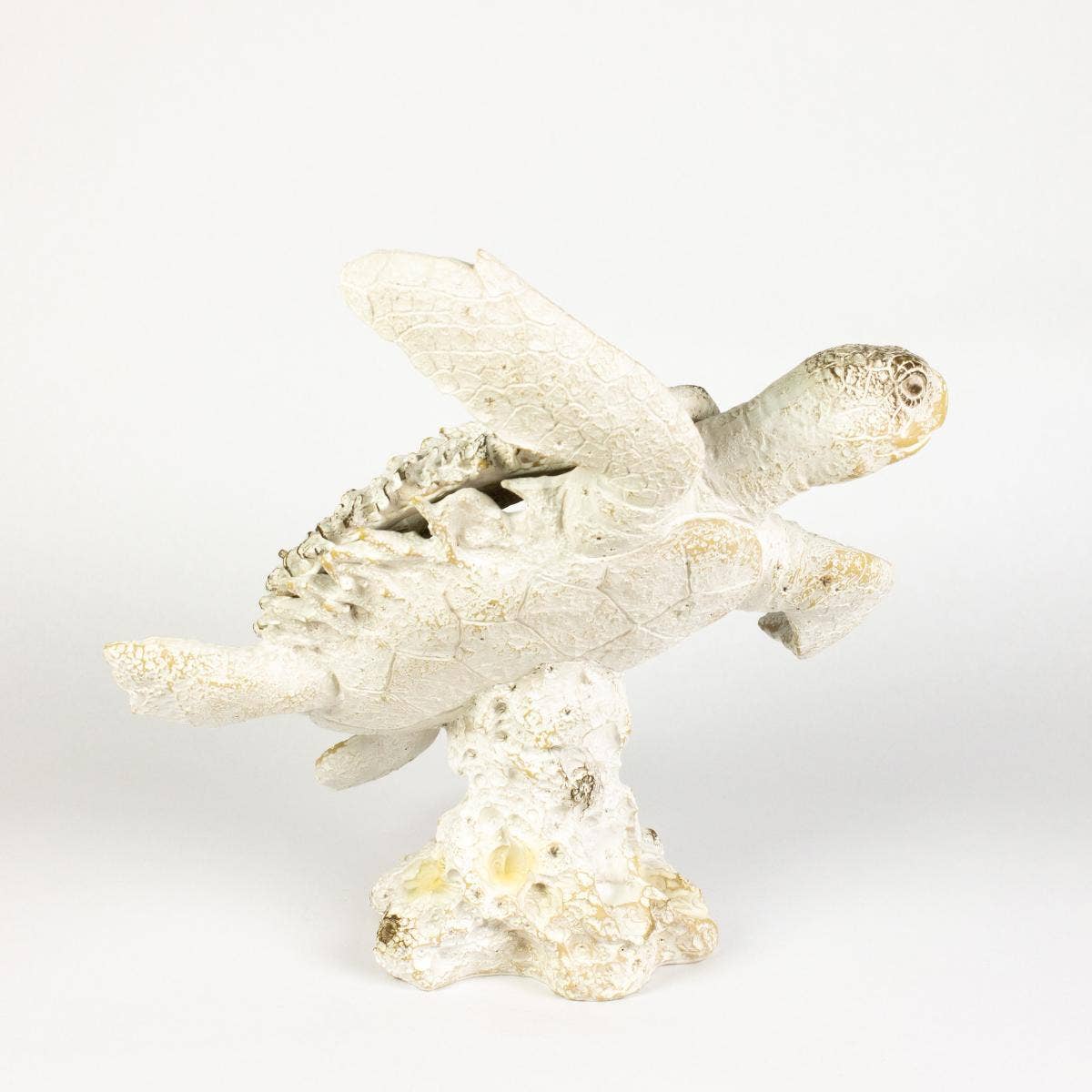 Turtle - Coral Creatures