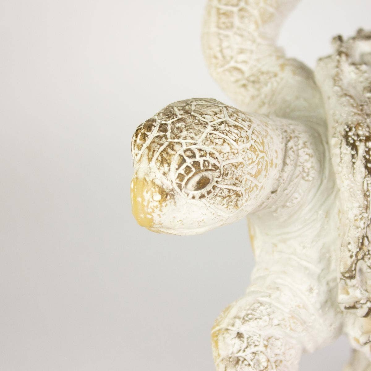 Turtle - Coral Creatures