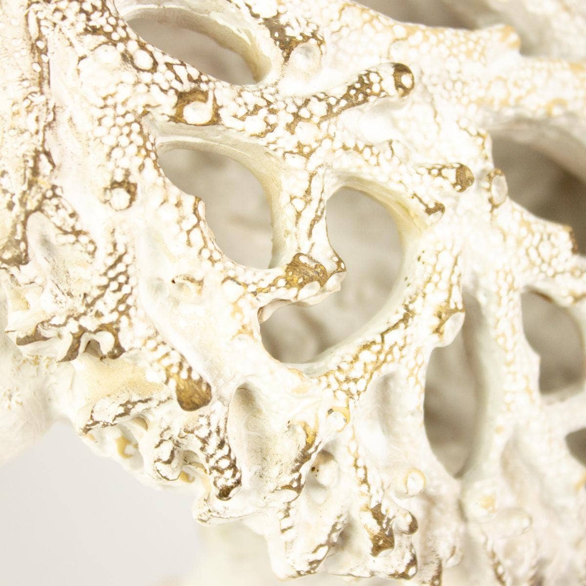 Turtle - Coral Creatures
