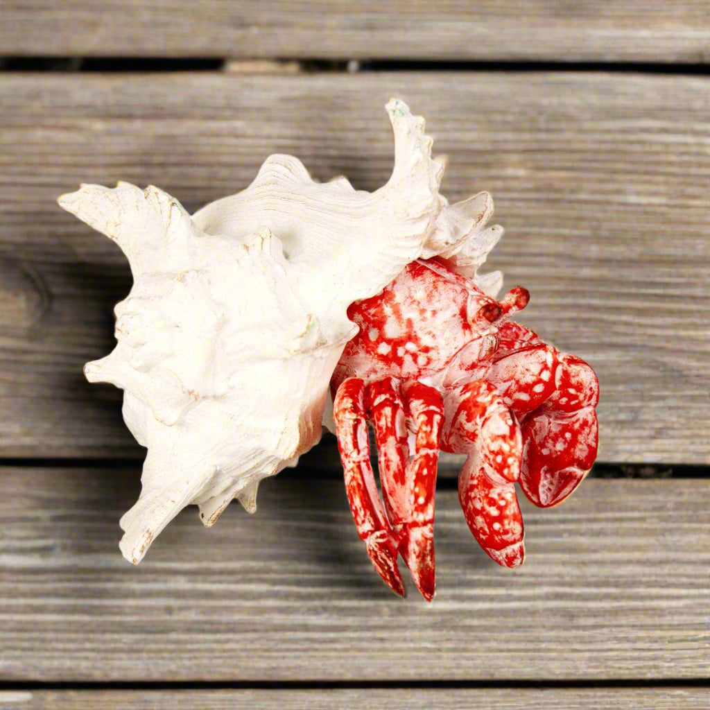 Hermit Crab 19cm
