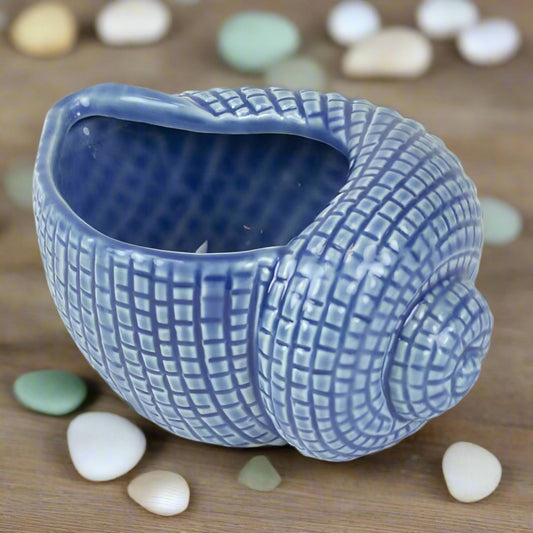 Conch Shell - blue